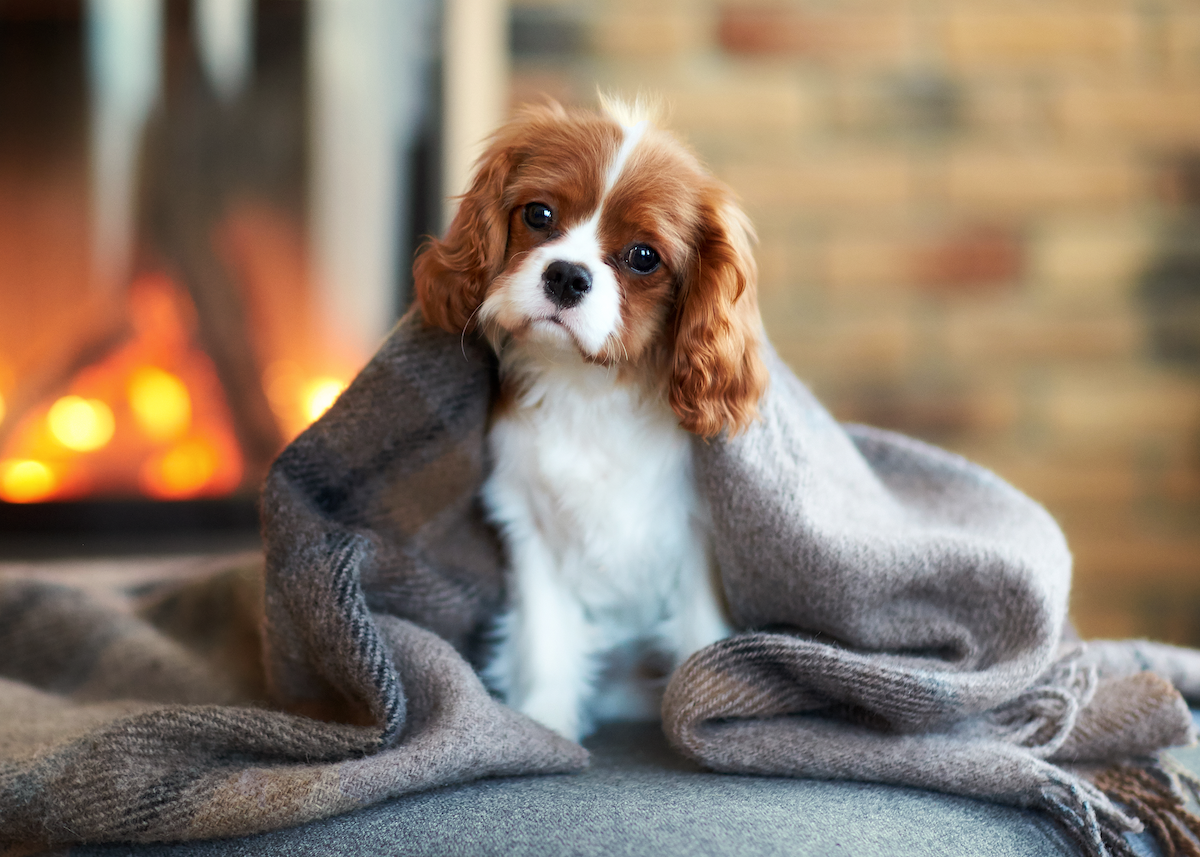 Do Small Dogs Need Jumpers? The Case for Keeping Petite Pups Warm