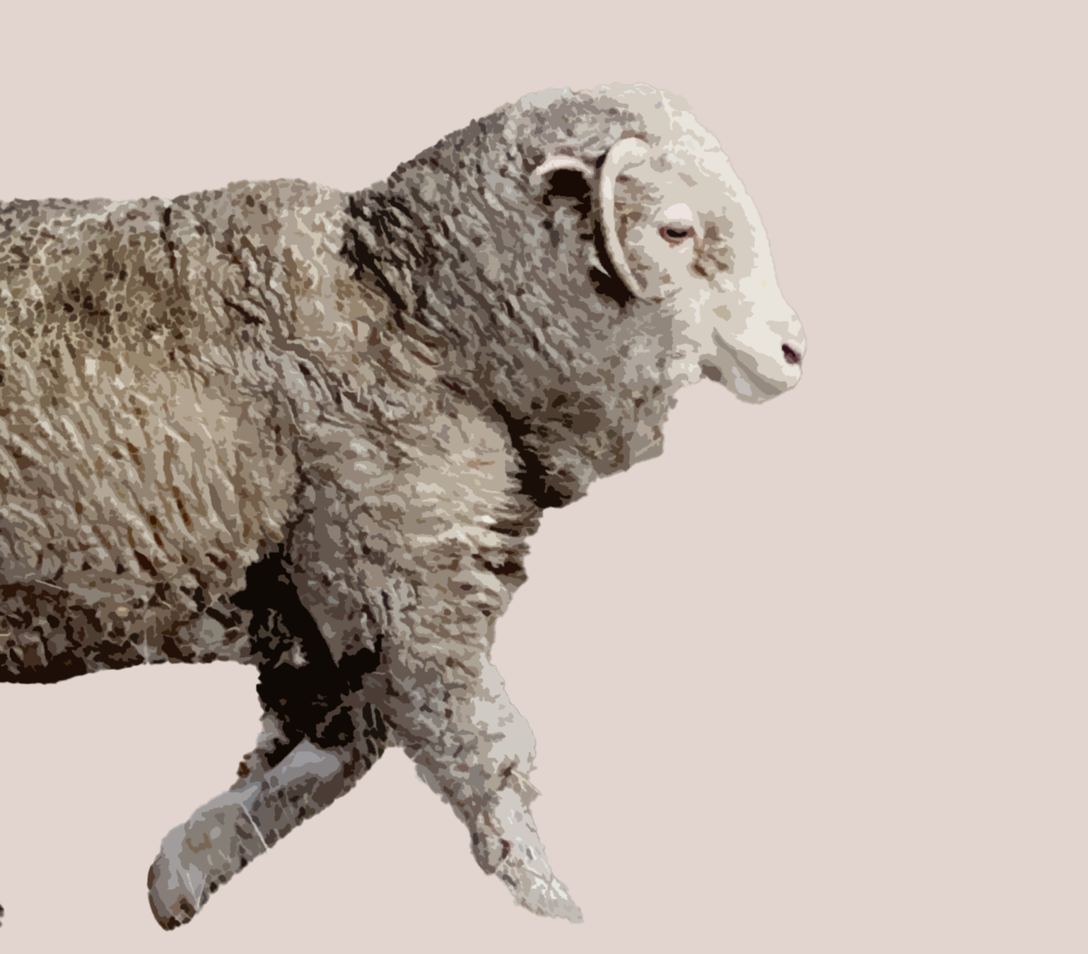 From Sheep to Sweater, The Journey of Your Gigi & Bloom Knit