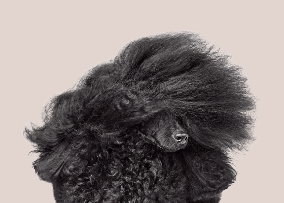 Small Dogs, Big Presence, Why Petite Pups Deserve the Best