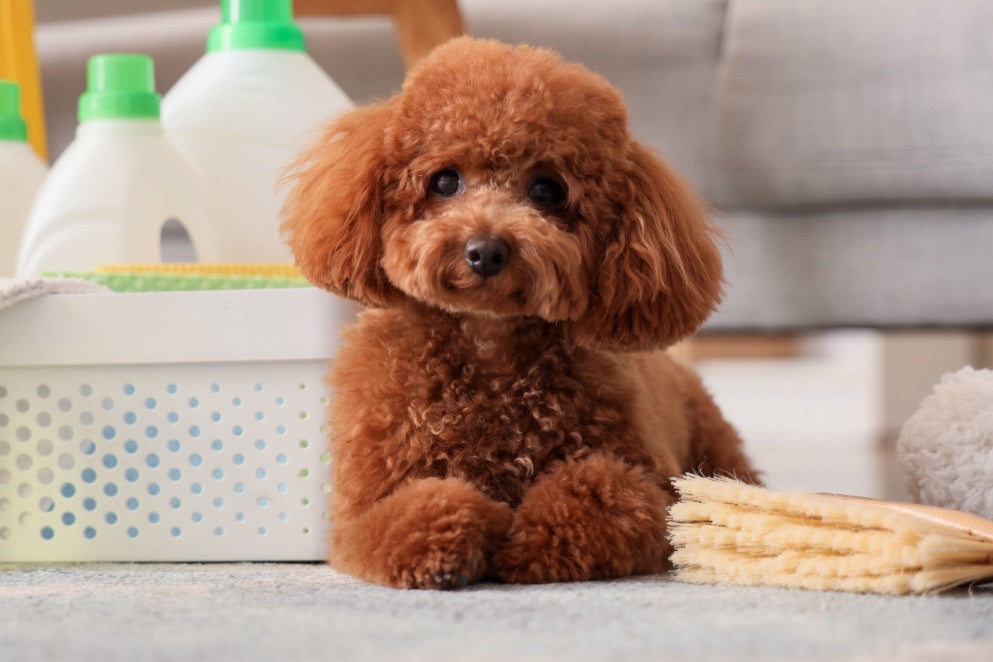 Toy poodle wearing a cosy wool jumper sitting on wooden floor, showing how to care for and wash wool dog jumpers to keep them clean and soft.