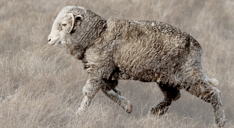 Sheep running through dry grass
