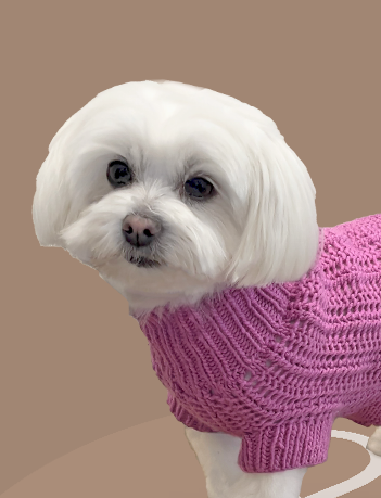 Small white dog wearing a pink knitted sweater on a brown background