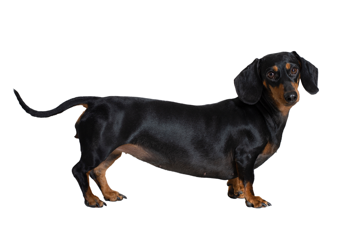 Black and tan dachshund standing on a white background