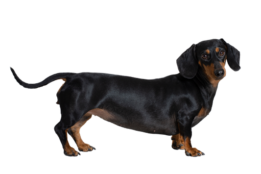 Black and tan dachshund standing on a white background