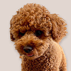 Red coloured Toy Poodle dog on a plain background